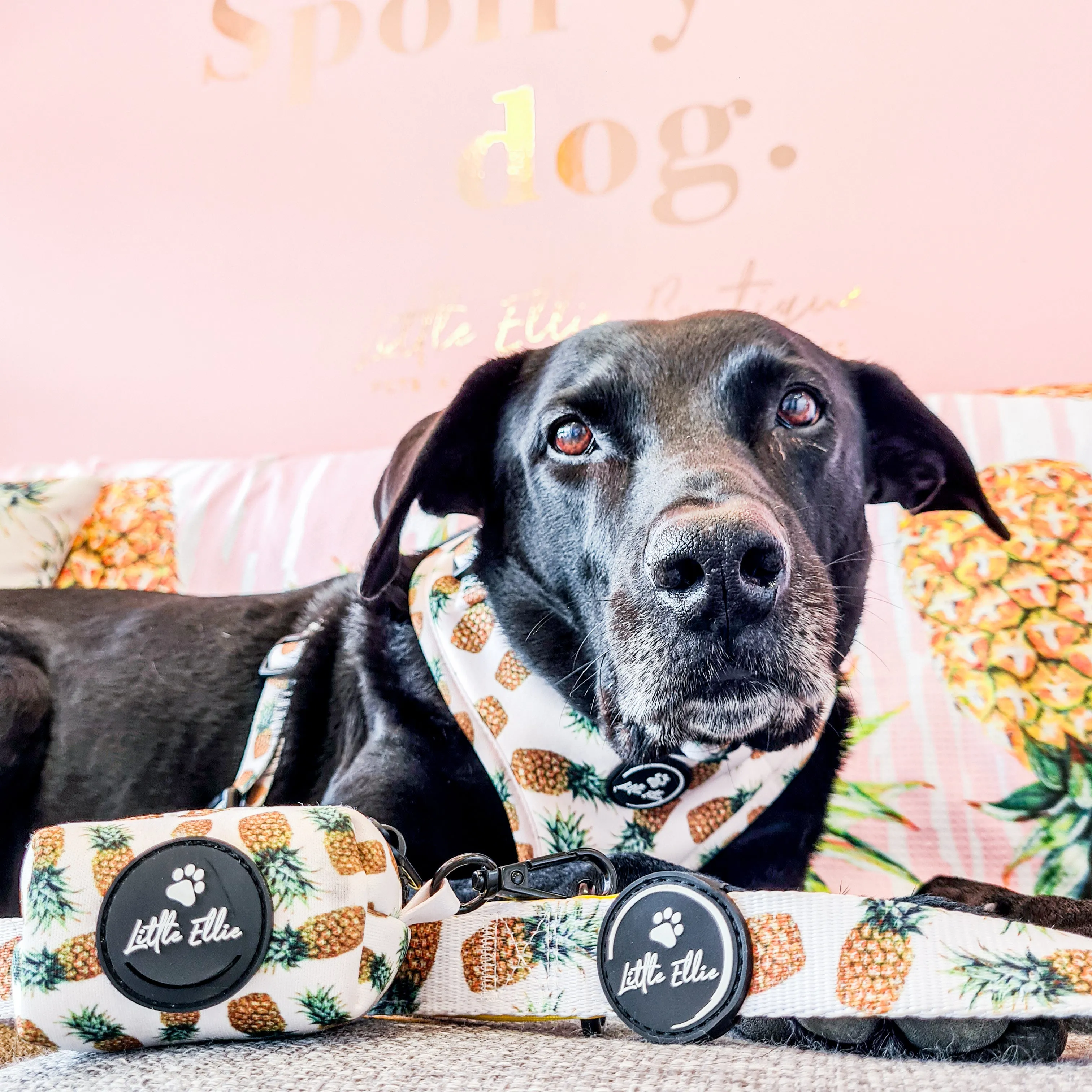 Adjustable Dog Leash | Pineapple